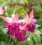 Fuchsia Hanging Basket 12 inch